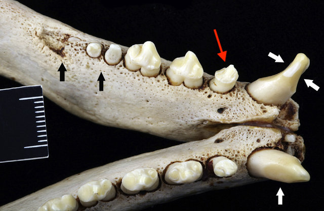 Abrasion-of-the-mandibular-canine-teeth-at-the-occlusal-surfaces-white-arrows-and-root_W640.jpeg.575d353c567fa58b3b5db5164e33ad70.jpeg