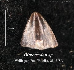 Dimetrodon tooth
