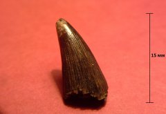 Ichthyosaur tooth, pic 1