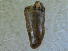 Avisaurus tooth