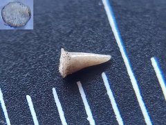 Bony fish tooth or echinoid spine?