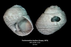 Trochomodulus basileus