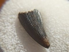 Ichthyosaur tooth, pic 3