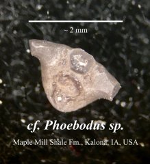 cf. Phoebodus sp. (2)