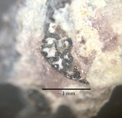 Labyrinthodont tooth structure