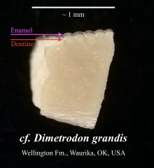 cf. Dimetrodon grandis