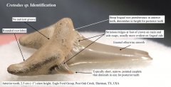 Cretodus tooth identification