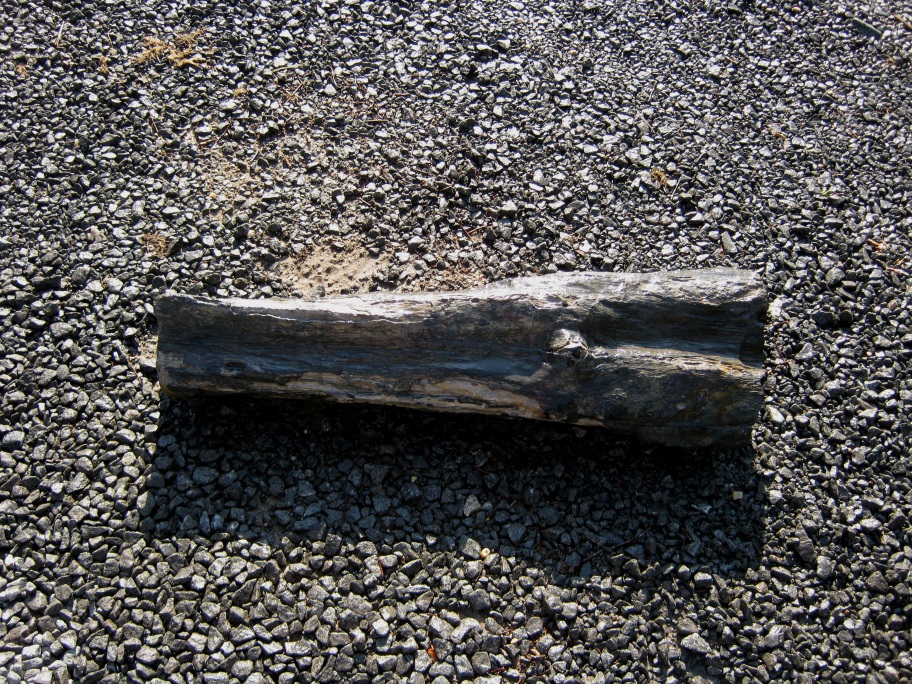 50669557_FossilWood2MioceneEastoverFormation33incheslong28inchesaroundatthebaseover100pounds.jpg.113887a8ac4fd6c8291d35e39595894f.jpg
