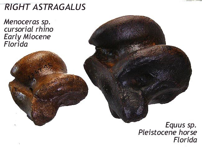 rhino - equus astragalus compared B