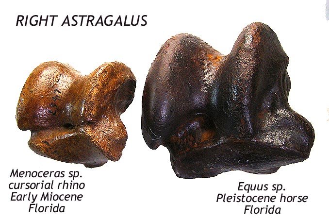 Rhino - Equus astragalus compared A