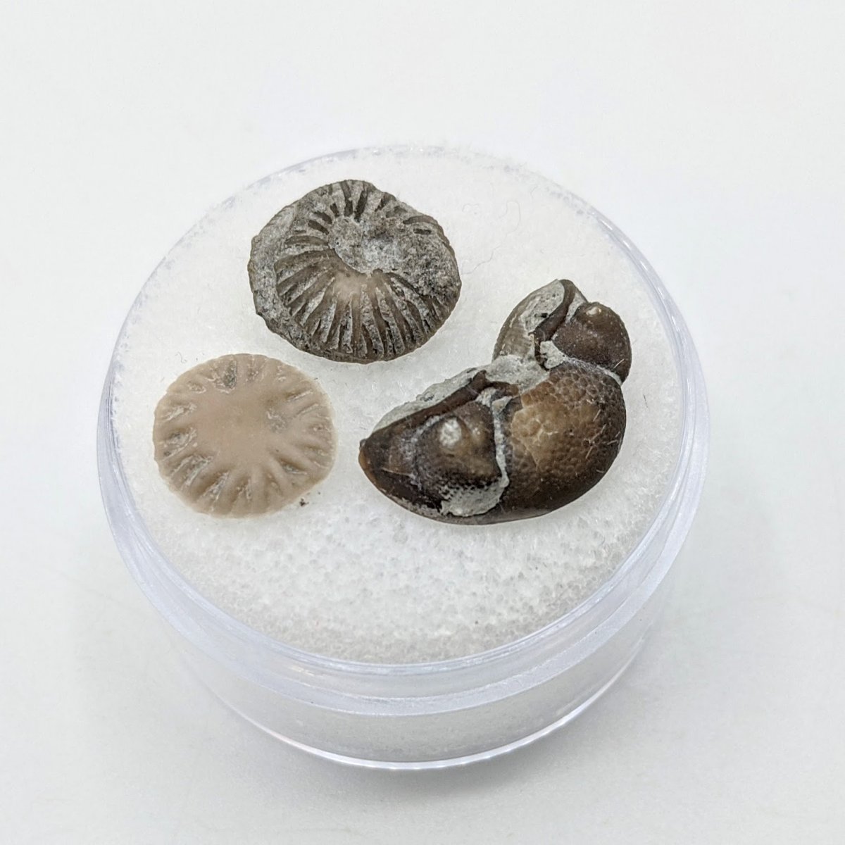 Button corals and Trilobite cephalon