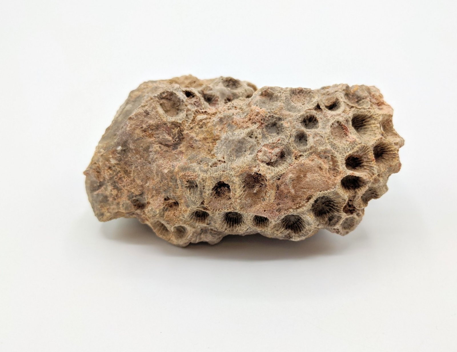 Colonial rugose coral, Germany