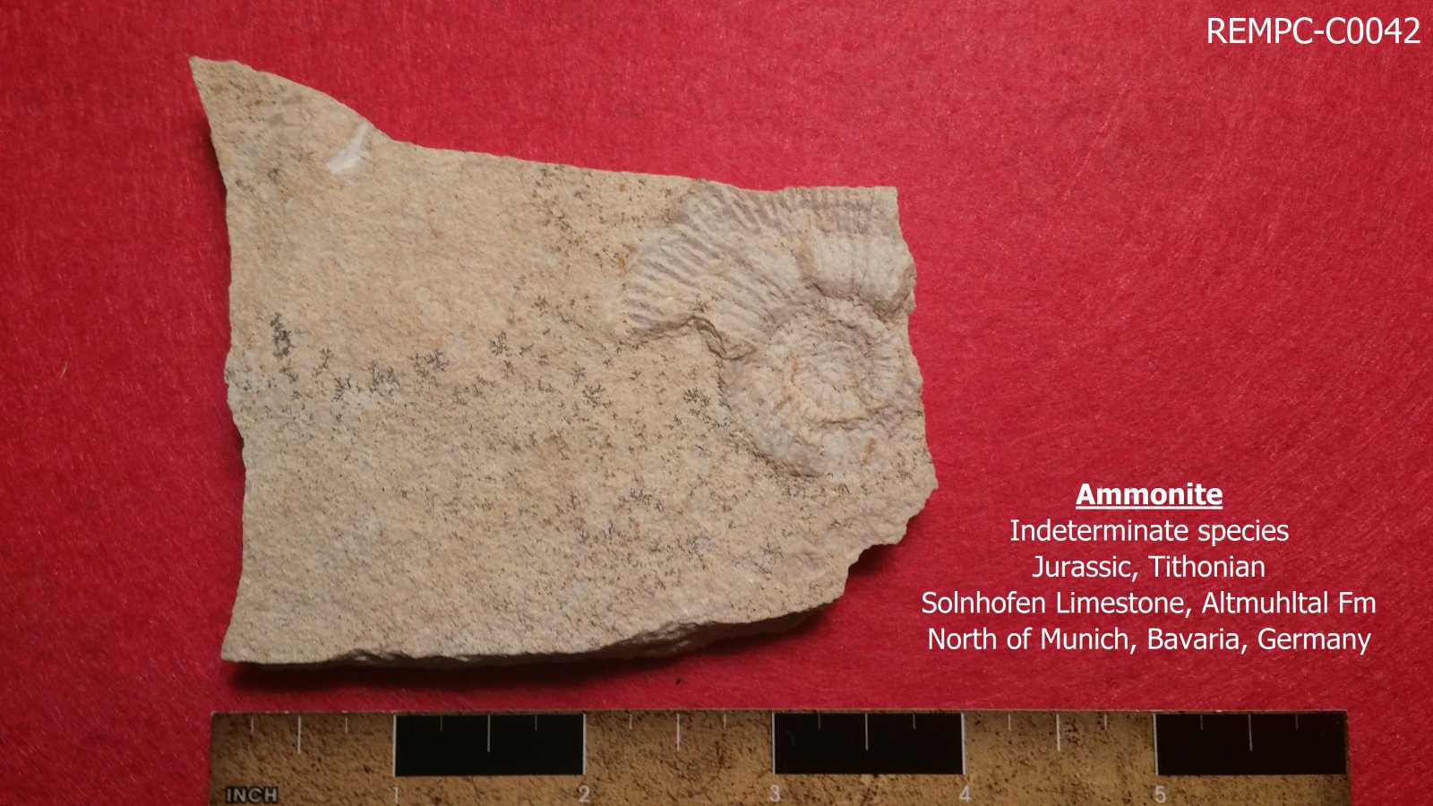 REMPC-C0042 Solnhofen Ammonite