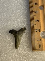 Goblin Lateral Tooth