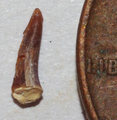 Enchodus sp. tooth