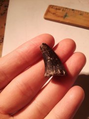Texas Tylosaur tooth