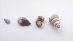 Fili gastropod variety