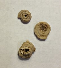 Worm Tubes from the Vincentown Formation