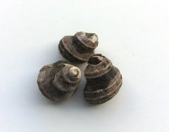 Eucyclus gastropod, Fili