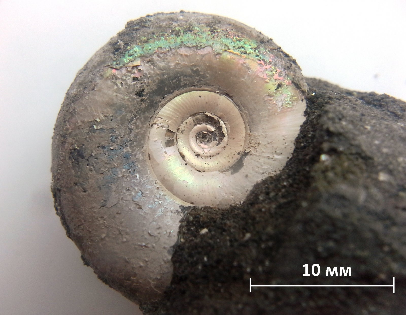 Russian Upper Volgian ammonites