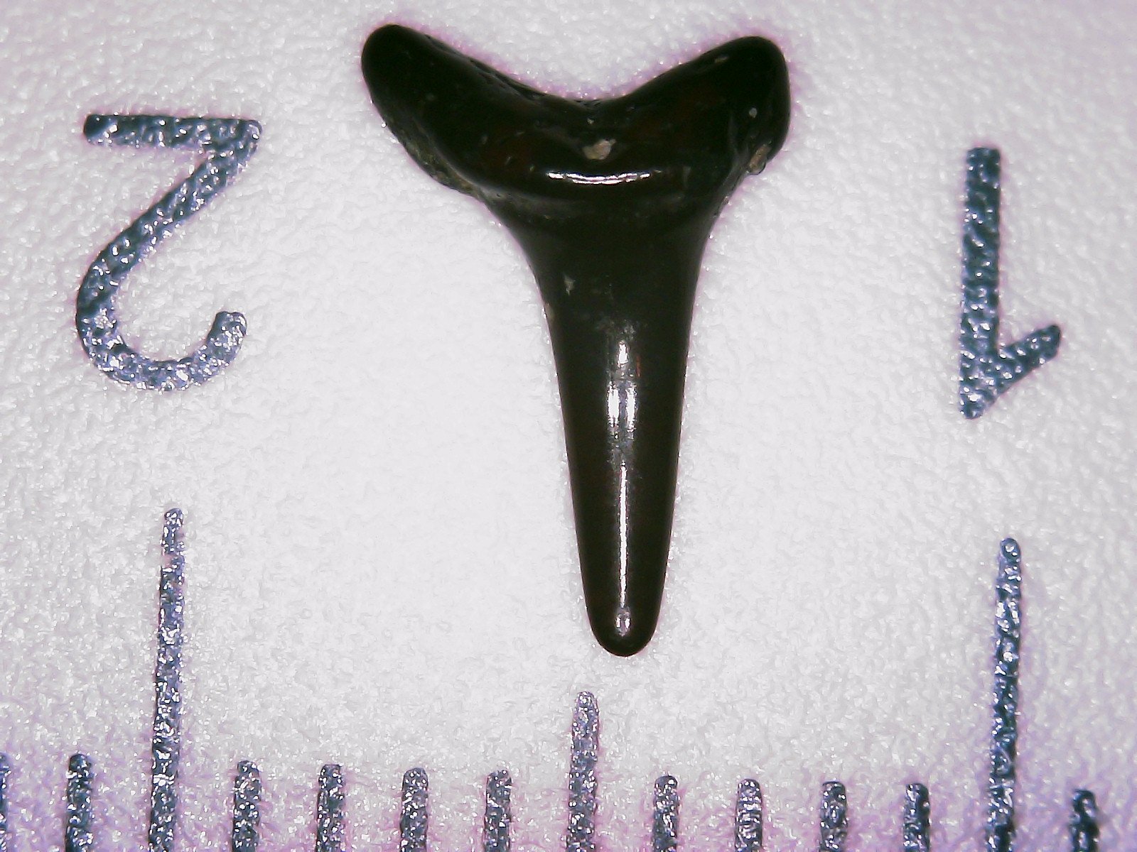 Tooth 22