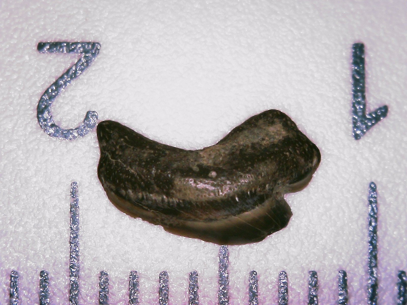 Tooth 24