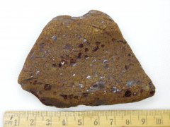 Rovno Amber (Mezhigorje Fm., 33.9-28.1 Ma)