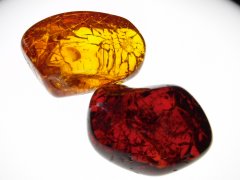 Baltic Amber (Prüsai Fm., ~37-34 Ma)