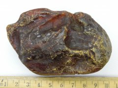 Rovno Amber (Mezhigorje Fm., 33.9-28.1 Ma)