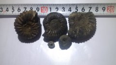 Panderi ammonites