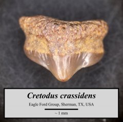 Cretodus posterior
