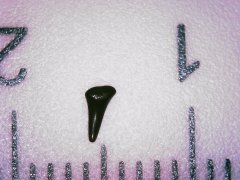 Tooth 21