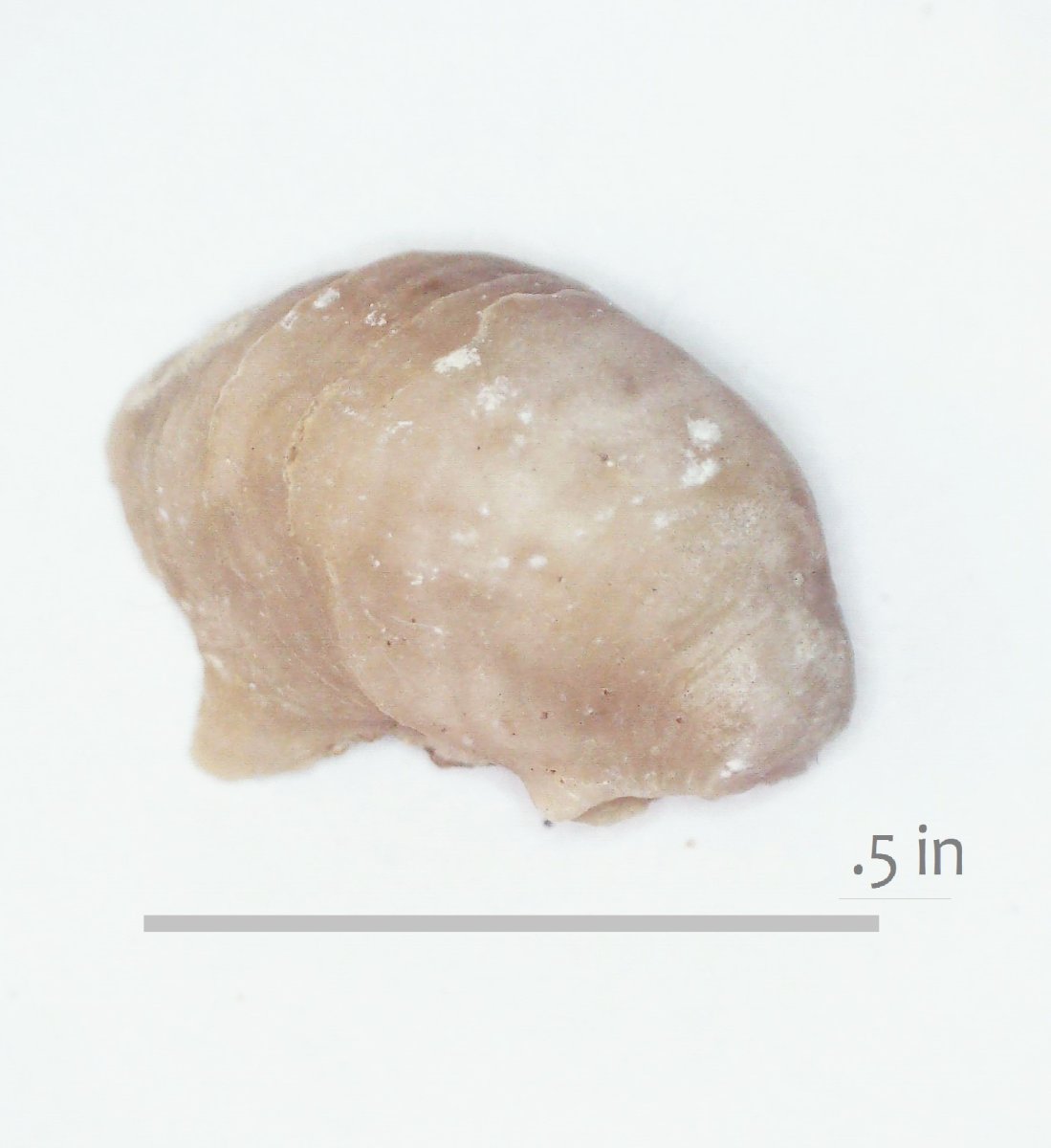 Oyster Exogyra paupercula