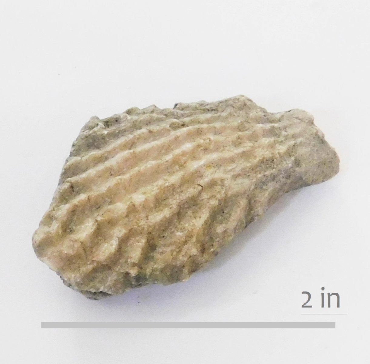 Oyster Chondrodonta munsoni