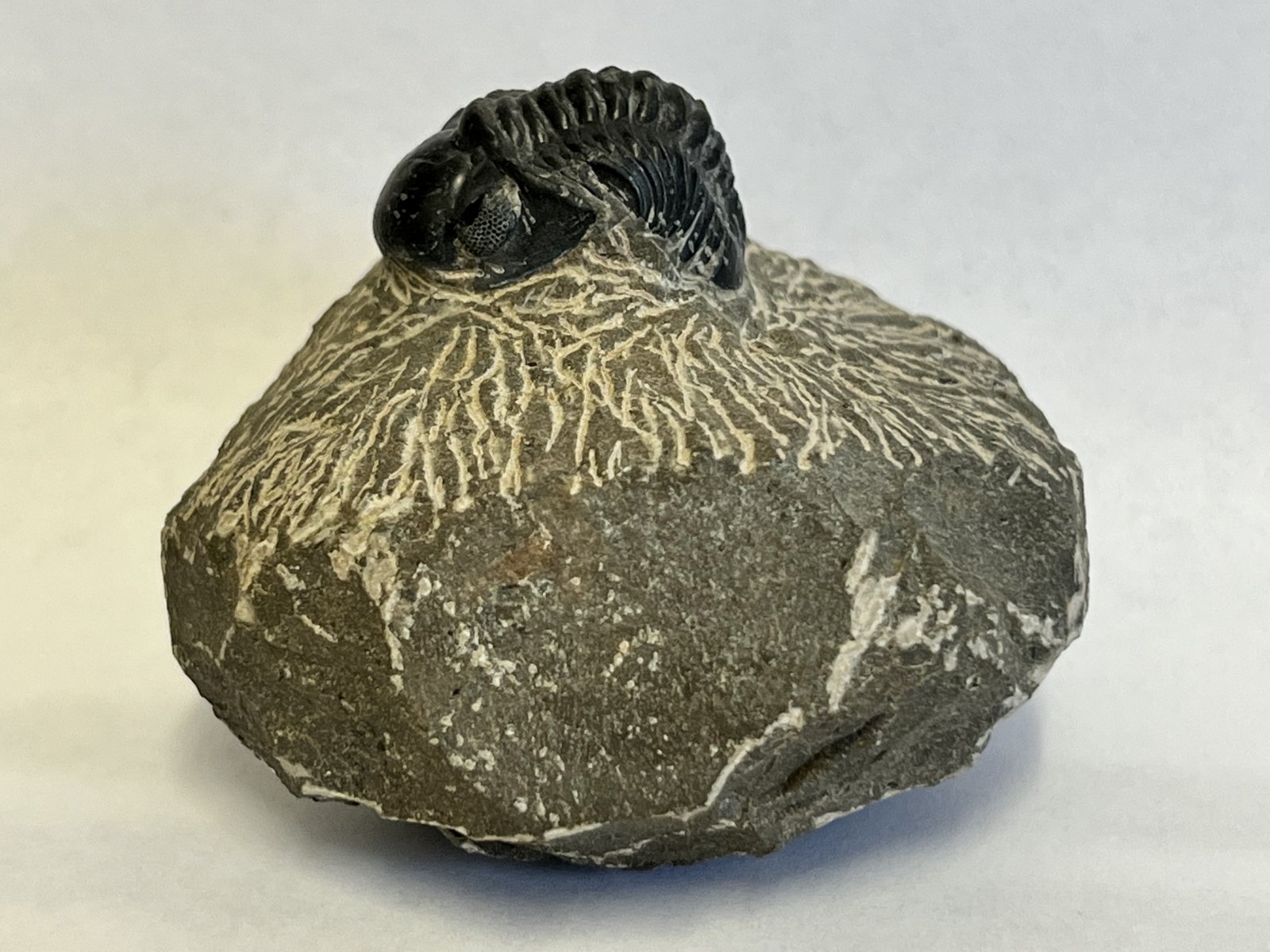 Reedops Trilobite
