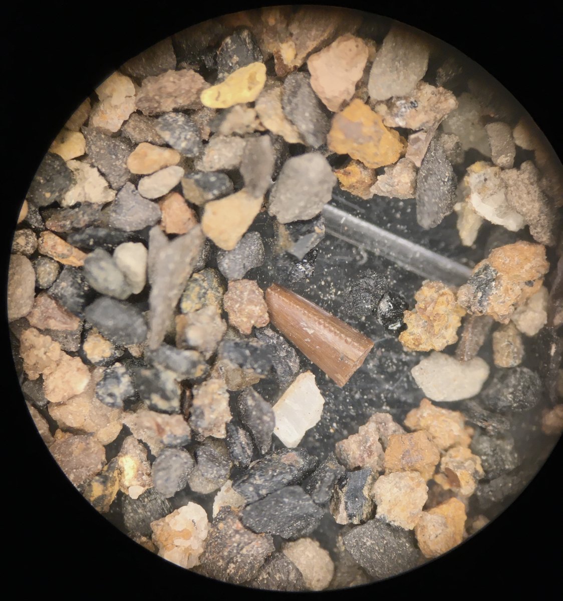 Theropod tooth fragment