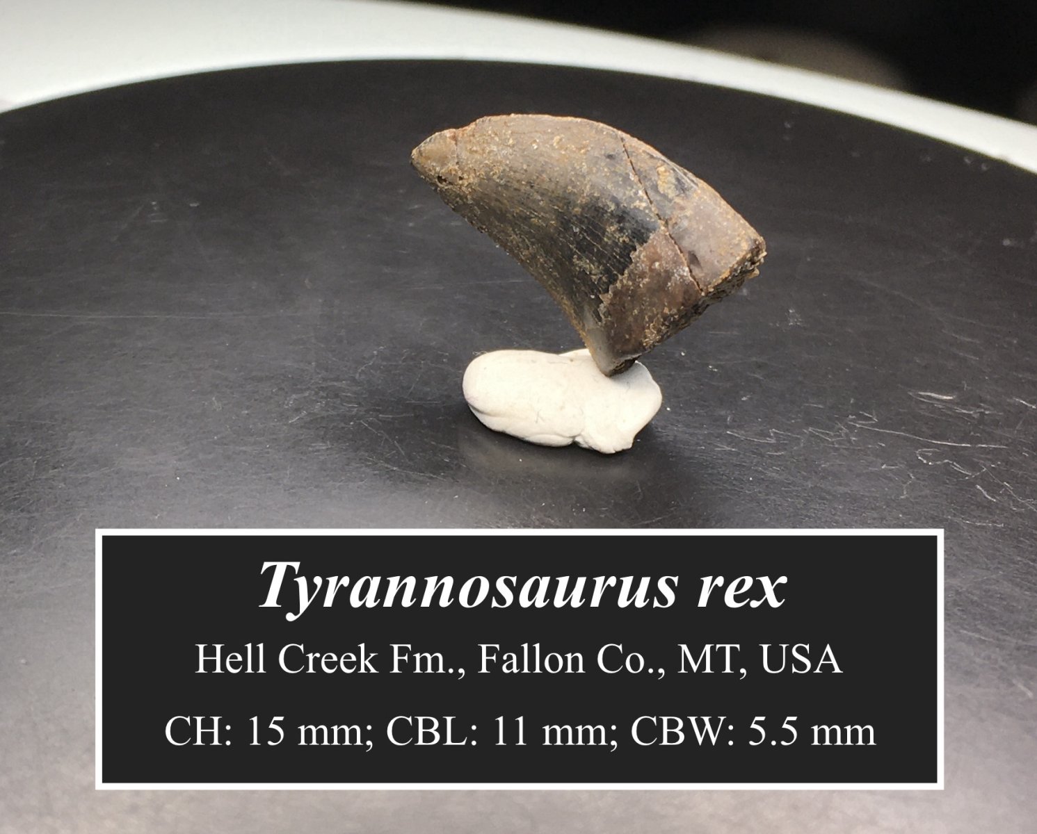 T. rex posterior tooth