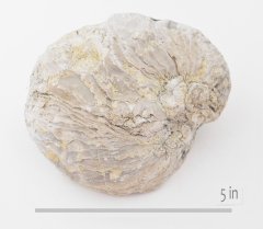 Oyster Exogyra whitneyi