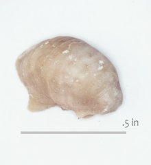 Oyster Exogyra paupercula