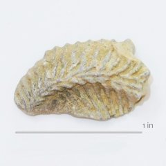 Oyster Rastellum carinatum