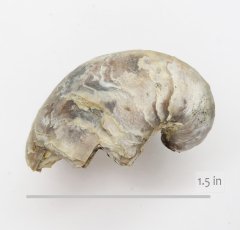 Oyster Gryphea washitaensis