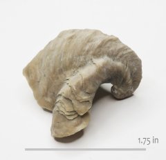 Oyster Texigryphea mucronata