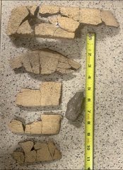 Associated sea turtle remains from Chandler Bridge Formation, South Carolina, U.S.A., 2021
