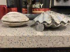 Articulated shells, Yorktown formation, North Carolina, U.S.A., 2021