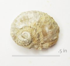 Gastropod Nerita bonnellensis