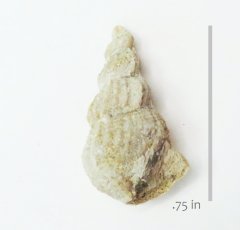 Gastropod Fusus pedernalis .JPG