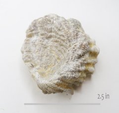 Oyster Ceratostreon texanum