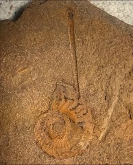 Ammonoid and cephalopod from Foreknobs formation, Virginia, U.S.A., 2021