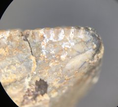 Posterior T. rex tooth apex