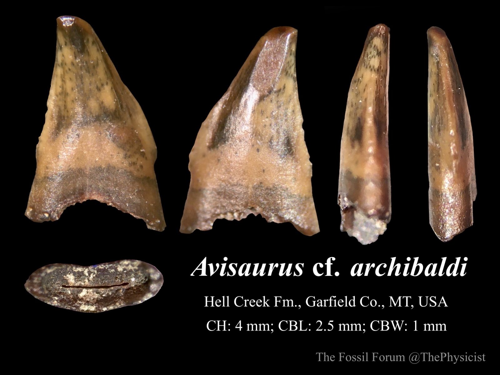 Avisaurus tooth